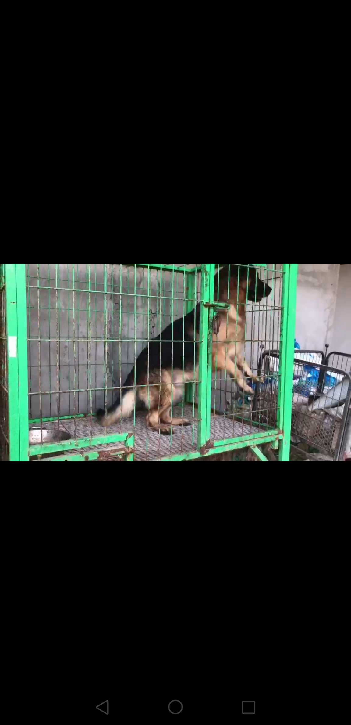 双血统赛级德牧